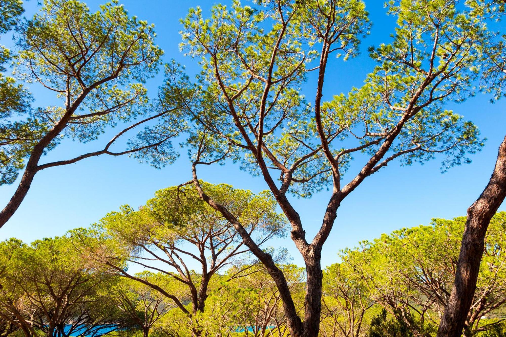 Camping Lacona Pineta Capoliveri  Exteriér fotografie
